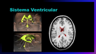 Sistema Ventricular
 