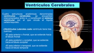 Ventrículos Cerebrales
Cuatro estructuras anatómicas denominadas
ventriculos cerebrales, se encuentran
interconectados entre sí, y constituyen el sistema
ventricular por el que circula el líquido
cefalorraquídeo.
Ventrículos Laterales cada ventrículo tiene tres
cuernos:
•El asta anterior o frontal, que se extiende hacia
el lóbulo frontal
•El asta posterior u occipital, que se extiende
hacia el lóbulo occipital
•El asta inferior o temporal, que se extiende
hacia el lóbulo temporal
 