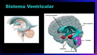 Sistema Ventricular
 