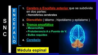 1. Cerebro o Encéfalo anterior que se subdivide
en dos partes:
• Hemisferios cerebrales
2. Diencéfalo ( tálamo ; hipotálamo y epitalamo )
3. Tronco encefálico
• Mesencéfalo
• Protuberancia A o Puente de V.
• Bulbo raquídeo
4. Cerebelo
Médula espinal
 