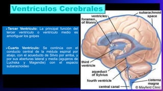 Tercer Ventrículo: La principal función del
tercer ventrículo o ventrículo medio es
amortiguar los golpes
Cuarto Ventrículo: Se continúa con el
conducto central de la médula espinal por
abajo, con el acueducto de Silvio por arriba, y
por sus aberturas lateral y media (agujeros de
Luchska y Magendie) con el espacio
subaracnoideo
Ventrículos Cerebrales
 
