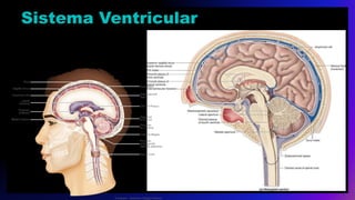 Sistema Ventricular
 
