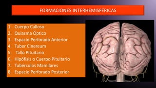 FORMACIONES INTERHEMISFÉRICAS
1. Cuerpo Calloso
2. Quiasma Óptico
3. Espacio Perforado Anterior
4. Tuber Cinereum
5. Tallo Pituitario
6. Hipófisis o Cuerpo Pituitario
7. Tubérculos Mamilares
8. Espacio Perforado Posterior
 