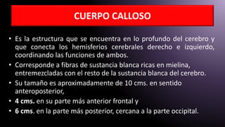 CUERPO CALLOSO
• Es la estructura que se encuentra en lo profundo del cerebro y
que conecta los hemisferios cerebrales derecho e izquierdo,
coordinando las funciones de ambos.
• Corresponde a fibras de sustancia blanca ricas en mielina,
entremezcladas con el resto de la sustancia blanca del cerebro.
• Su tamaño es aproximadamente de 10 cms. en sentido
anteroposterior,
• 4 cms. en su parte más anterior frontal y
• 6 cms. en la parte más posterior, cercana a la parte occipital.
 