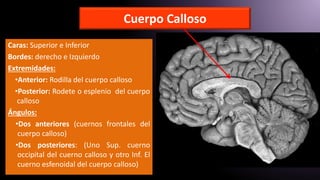Cuerpo Calloso
Caras: Superior e Inferior
Bordes: derecho e Izquierdo
Extremidades:
•Anterior: Rodilla del cuerpo calloso
•Posterior: Rodete o esplenio del cuerpo
calloso
Ángulos:
•Dos anteriores (cuernos frontales del
cuerpo calloso)
•Dos posteriores: (Uno Sup. cuerno
occipital del cuerno calloso y otro Inf. El
cuerno esfenoidal del cuerpo calloso)
 