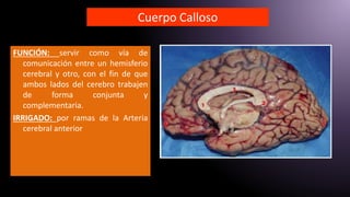 Cuerpo Calloso
FUNCIÓN: servir como vía de
comunicación entre un hemisferio
cerebral y otro, con el fin de que
ambos lados del cerebro trabajen
de forma conjunta y
complementaria.
IRRIGADO: por ramas de la Arteria
cerebral anterior
 