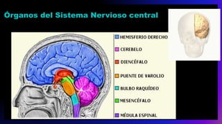 Órganos del Sistema Nervioso central
 