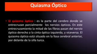 • El quiasma óptico : es la parte del cerebro donde se
entrecruzan parcialmente los nervios ópticos. En este
entrecruzamiento la mitad de las fibras pasan del nervio
óptico derecho a la cinta óptica izquierda, y viceversa. El
quiasma óptico está situado en la fosa cerebral anterior,
por delante de la silla turca.
Quiasma Óptico
 