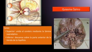 Quiasma Óptico
Caras:
• Superior: unida al cerebro mediante la lámina
supraóptica
• Inferior: descansa sobre la parte anterior de la
tienda de la hipófisis
 