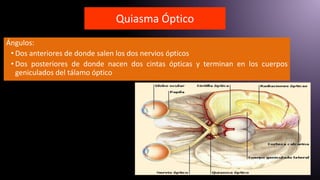 Quiasma Óptico
Ángulos:
• Dos anteriores de donde salen los dos nervios ópticos
• Dos posteriores de donde nacen dos cintas ópticas y terminan en los cuerpos
geniculados del tálamo óptico
 