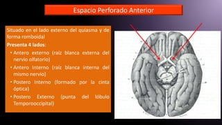 Espacio Perforado Anterior
Situado en el lado externo del quiasma y de
forma romboidal
Presenta 4 lados:
• Antero externo (raíz blanca externa del
nervio olfatorio)
• Antero Interno (raíz blanca interna del
mismo nervio)
• Postero Interno (formado por la cinta
óptica)
• Postero Externo (punta del lóbulo
Temporooccipital)
 