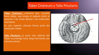 Túber Cinéreum: sustancia gris, convexa
hacia abajo, que ocupa el espacio entre el
quiasma y las cintas ópticas y los tubérculos
mamilares.
Su cara superior cóncava forma parte del
ventrículo medio.
Tallo Pituitario: la parte más saliente del
Túber se prolonga hacia abajo formando una
columna cónica
Túber Cinéreum y Tallo Pituitario
 