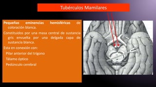 Tubérculos Mamilares
Pequeñas eminencias hemisféricas de
coloración blanca.
Constituidos por una masa central de sustancia
gris envuelta por una delgada capa de
sustancia blanca.
Esta en conexión con:
Pilar anterior del trígono
Tálamo óptico
Pedúnculo cerebral
 