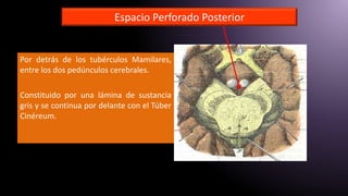 Espacio Perforado Posterior
Por detrás de los tubérculos Mamilares,
entre los dos pedúnculos cerebrales.
Constituido por una lámina de sustancia
gris y se continua por delante con el Túber
Cinéreum.
 