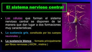 El sistema nervioso central
• Las células que forman el sistema
nervioso central se disponen de tal
manera que dan lugar a dos formaciones
muy características:
1. La sustancia gris, constituida por los cuerpos
neuronales, y
2. La sustancia blanca ; formada principalmente
por fibras nerviosas ( AXON , mielina )
 