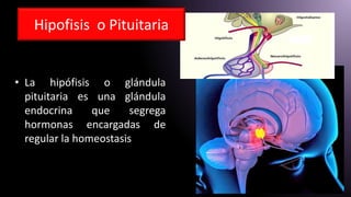 • La hipófisis o glándula
pituitaria es una glándula
endocrina que segrega
hormonas encargadas de
regular la homeostasis
Hipofisis o Pituitaria
 