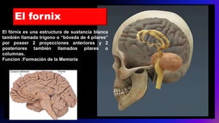 El fórnix es una estructura de sustancia blanca
también llamada trígono o “bóveda de 4 pilares”
por poseer 2 proyecciones anteriores y 2
posteriores también llamados pilares o
columnas.
Funcion :Formación de la Memoria
El fornix
 