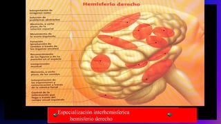 Especialización interhemisferica
hemisferio derecho
 