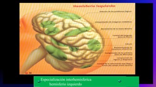 Especialización interhemisferica
hemisferio izquierdo
 