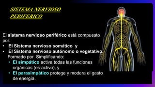 SISTEMA NERVIOSO
PERIFERICO
El sistema nervioso periférico está compuesto
por:
• El Sistema nervioso somático y
• El Sistema nervioso autónomo o vegetativo.
Formado por Simplificando:
• El simpático activa todas las funciones
orgánicas (es activo), y
• El parasimpático protege y modera el gasto
de energía.
 