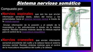 Sistema nervioso somático
Compuesto por:
•Nervios espinales que son los que envían
información sensorial (tacto, dolor) del tronco y las
extremidades hacia el sistema nervioso central a través de
la médula espinal.
Envían información de la posición y el estado de la
musculatura y las articulaciones a través de la médula
espinal. Reciben órdenes motoras desde la médula espinal
para el control de la musculatura esquelética.
•Nervios craneales que envían información
sensorial procedente del cuello y la cabeza hacia el sistema
nervioso central. Reciben órdenes motoras para el control
de la musculatura esquelética del cuello y la cabeza.
 