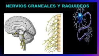 NERVIOS CRANEALES Y RAQUIDEOS
 