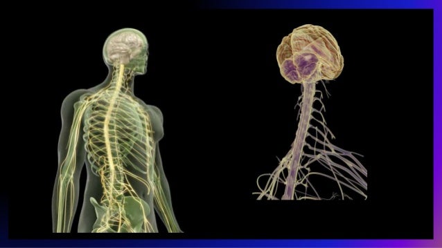 Las hierbas medicinales para el tratamiento de la osteocondrosis