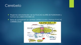 Labios Rombicos cerebro2E INTRODUCCION ALA GENETICA.pptx