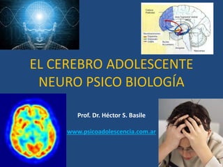 EL CEREBRO ADOLESCENTE
NEURO PSICO BIOLOGÍA
Prof. Dr. Héctor S. Basile
www.psicoadolescencia.com.ar
 