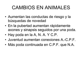 CAMBIOS EN ANIMALES Aumentan las conductas de riesgo y la búsquedas de novedad En la pubertad aumentan rápidamente axones y sinapsis seguidos por una poda. Hay poda en la A, N. A. Y C.P. Juventud aumentan conexiones A.-C.P.F. Más poda continuada en C.P.F. que N.A. 