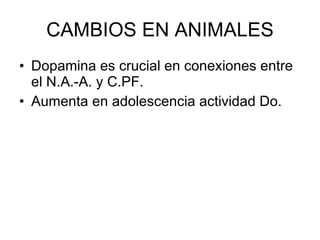 CAMBIOS EN ANIMALES Dopamina es crucial en conexiones entre el N.A.-A. y C.PF. Aumenta en adolescencia actividad Do. 