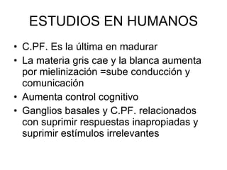 ESTUDIOS EN HUMANOS C.PF. Es la última en madurar La materia gris cae y la blanca aumenta por mielinización =sube conducción y comunicación Aumenta control cognitivo Ganglios basales y C.PF. relacionados con suprimir respuestas inapropiadas y suprimir estímulos irrelevantes  