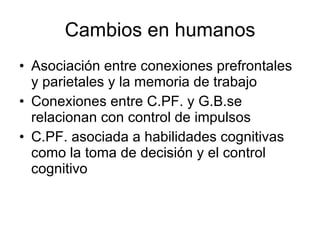 Cambios en humanos Asociación entre conexiones prefrontales y parietales y la memoria de trabajo Conexiones entre C.PF. y G.B.se relacionan con control de impulsos C.PF. asociada a habilidades cognitivas como la toma de decisión y el control cognitivo 