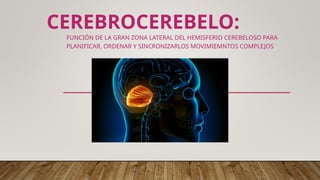 Labios Rombicos CEREBROCEREBELO.ppt_20250621_094922_0000.pptx