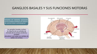 Labios Rombicos CEREBROCEREBELO.ppt_20250621_094922_0000.pptx