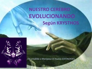 NUESTRO CEREBRO
 EVOLUCIONANDO
             Según KRYSTHOS




De crisálida a Mariposa el Hueso ESFENOIDES
 