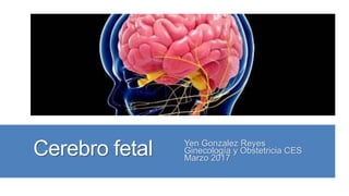 Cerebro fetal Yen Gonzalez Reyes
Ginecología y Obstetricia CES
Marzo 2017
 