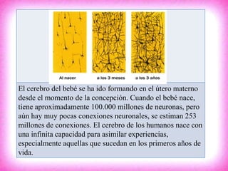 El cerebro del bebé se ha ido formando en el útero materno
desde el momento de la concepción. Cuando el bebé nace,
tiene aproximadamente 100.000 millones de neuronas, pero
aún hay muy pocas conexiones neuronales, se estiman 253
millones de conexiones. El cerebro de los humanos nace con
una infinita capacidad para asimilar experiencias,
especialmente aquellas que sucedan en los primeros años de
vida.
 