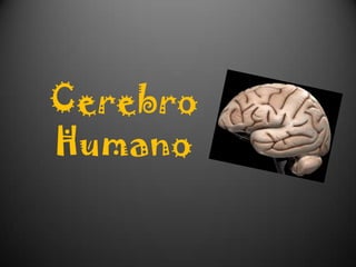 Cerebro
Humano
 