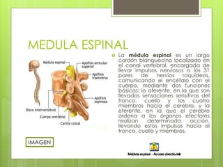 MEDULA ESPINAL 
 La médula espinal es un largo 
cordón blanquecino localizado en 
el canal vertebral, encargada de 
llevar impulsos nerviosos a los 31 
pares de nervios raquídeos, 
comunicando el encéfalo con el 
cuerpo, mediante dos funciones 
básicas: la aferente, en la que son 
llevadas sensaciones sensitivas del 
tronco, cuello y los cuatro 
miembros hacia el cerebro, y la 
eferente, en la que el cerebro 
ordena a los órganos efectores 
realizan determinada acción, 
llevando estos impulsos hacia el 
tronco, cuello y miembros. 
IMAGEN 
 