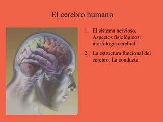 El cerebro humano
1. El sistema nervioso.
Aspectos fisiológicos:
morfología cerebral
2. La estructura funcional del
cerebro. La conducta
 