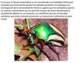 Cerebro matemático | PPTX