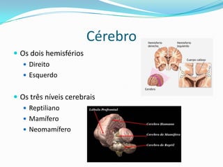 Cérebro
 Os dois hemisférios
    Direito
    Esquerdo


 Os três níveis cerebrais
    Reptiliano
    Mamífero
    Neomamífero
 