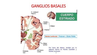 GANGLIOS BASALES
 