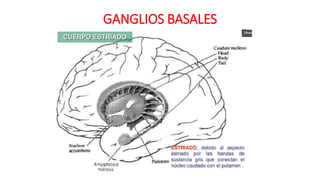 GANGLIOS BASALES
 
