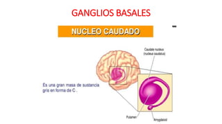 GANGLIOS BASALES
 