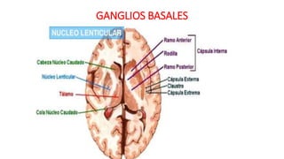 GANGLIOS BASALES
 