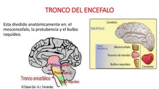 TRONCO DEL ENCEFALO
Esta dividido anatómicamente en: el
mescencefalo, la protubencia y el bulbo
raquídeo.
 