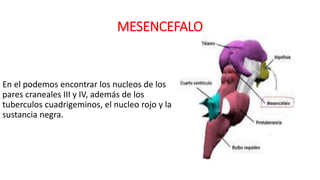 MESENCEFALO
En el podemos encontrar los nucleos de los
pares craneales III y IV, además de los
tuberculos cuadrigeminos, el nucleo rojo y la
sustancia negra.
 