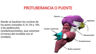 PROTUBERANCIA O PUENTE
Donde se localizan los nucleos de
los pares craneales V, VI, VII y VIII,
y los pedúnculos
cerebelososmedios, que conectan
el tronco del encéfalo con el
cerebelo.
 